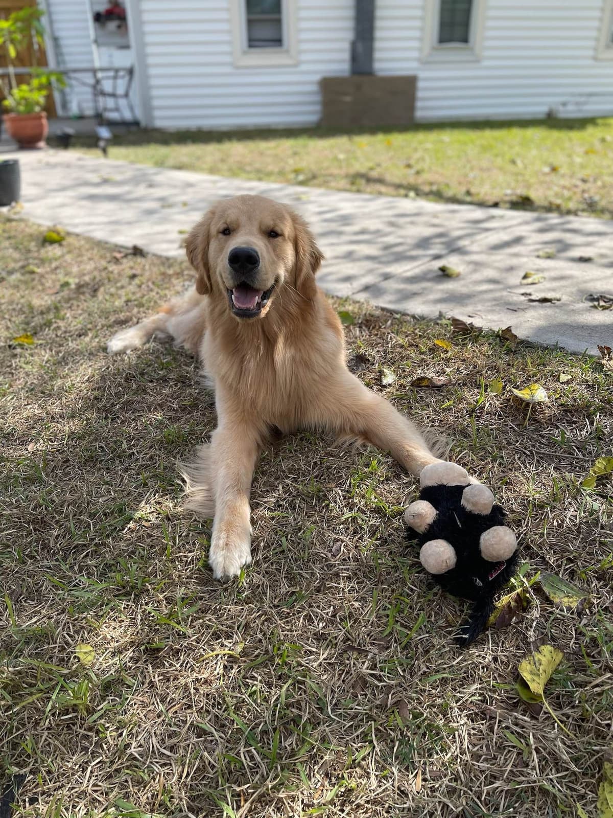 Golden Retriever Puppies breeder image 10