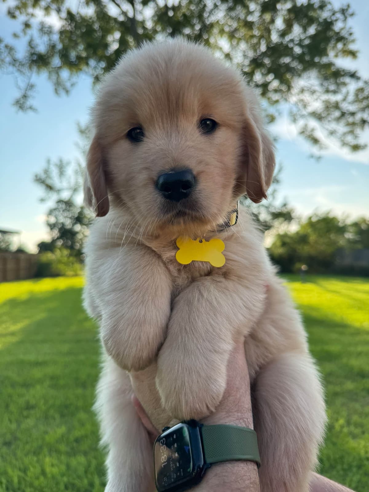 Golden Retriever Puppies breeder image 12