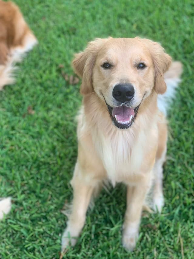 Golden Retriever Puppies media 2