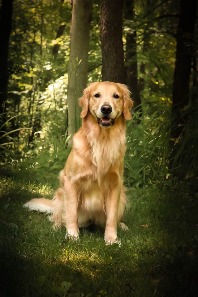 Golden Retriever Puppies media 3