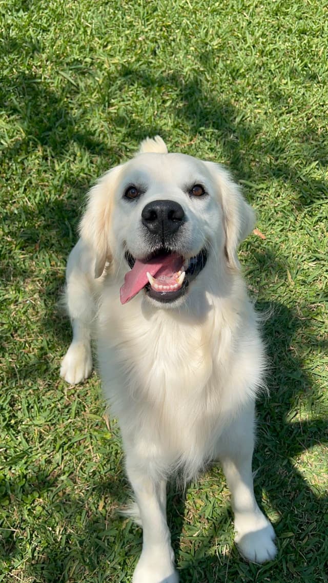 Golden Retriever Puppies media 4
