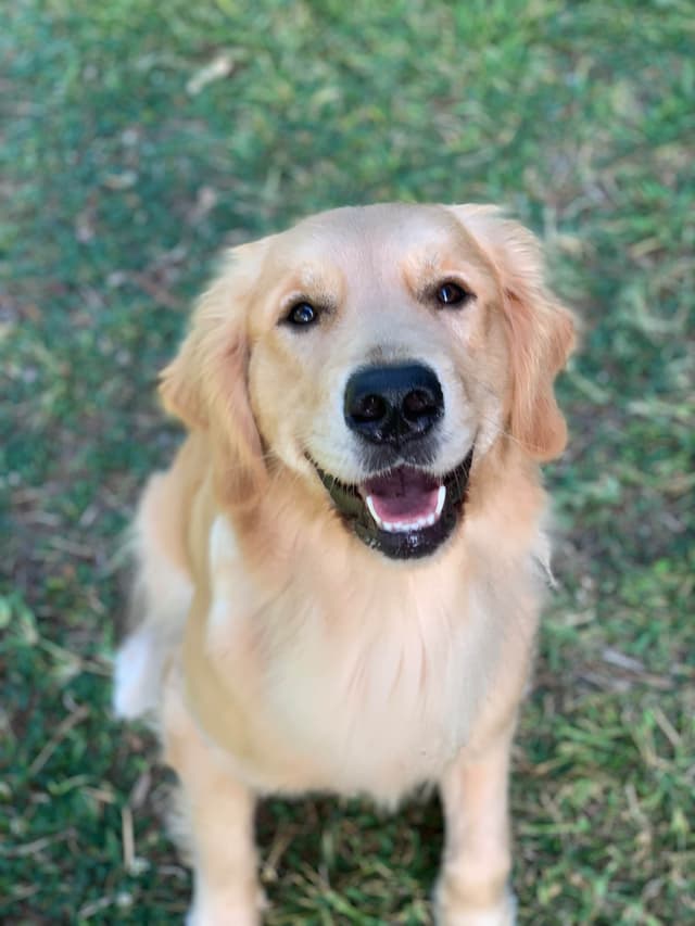 Golden Retriever Puppies media 6