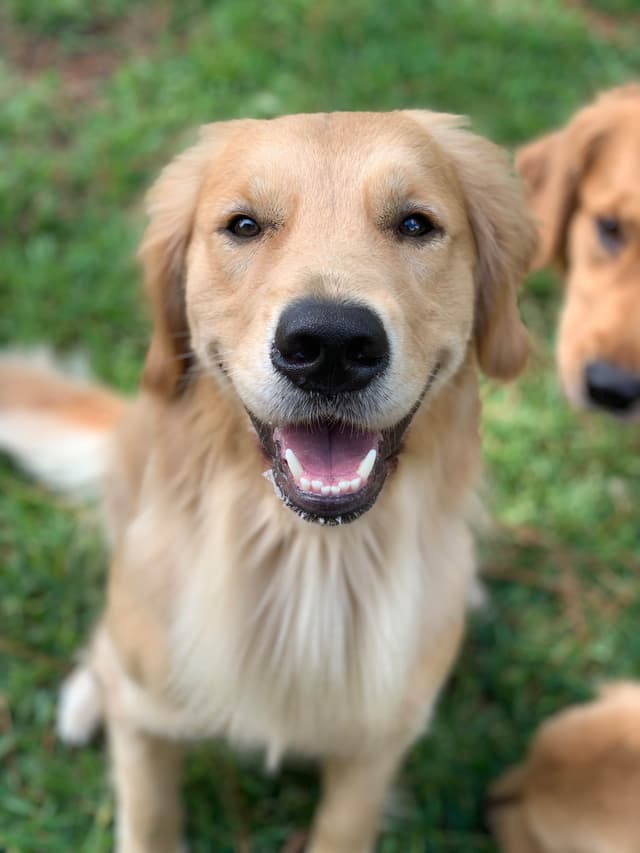 Golden Retriever Puppies media 7