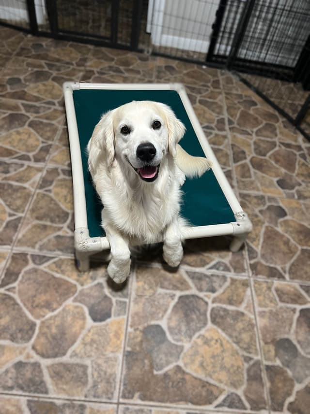 Golden Retriever Puppies media 8