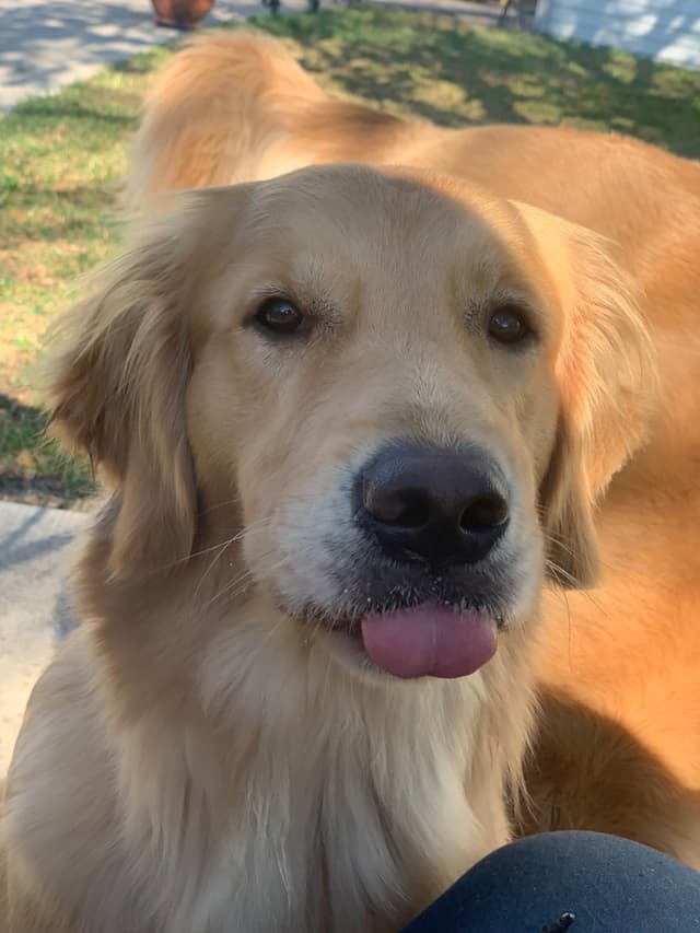 Golden Retriever Puppies media 10