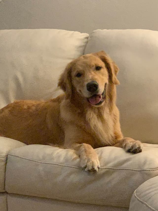 Golden Retriever Puppies media 12