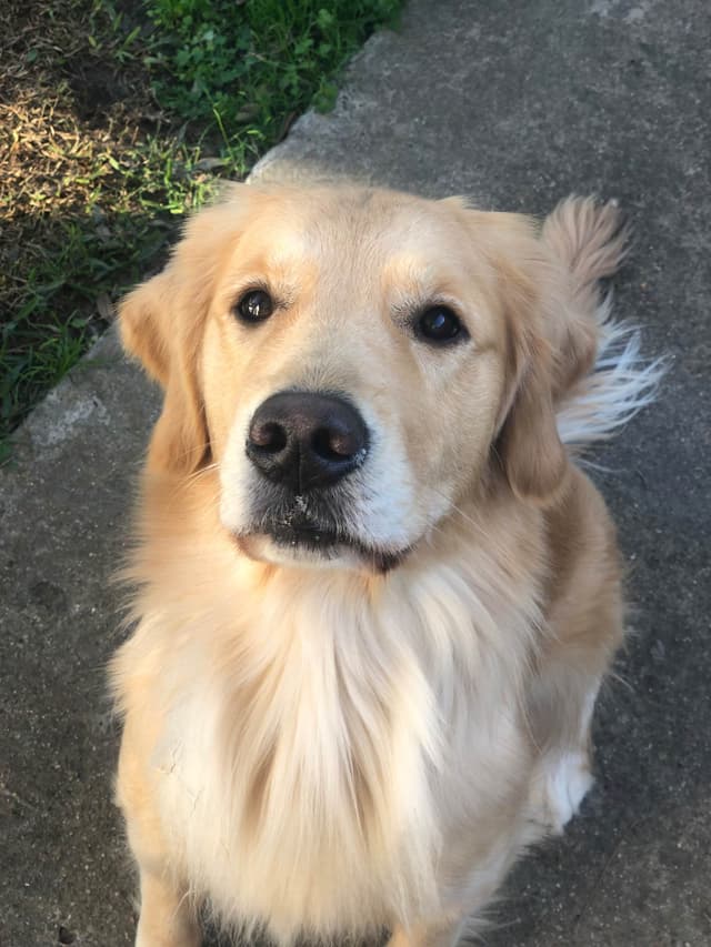 Golden Retriever Puppies media 11