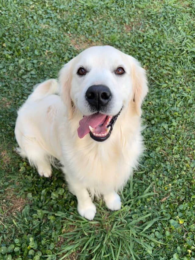 Golden Retriever Puppies media 13