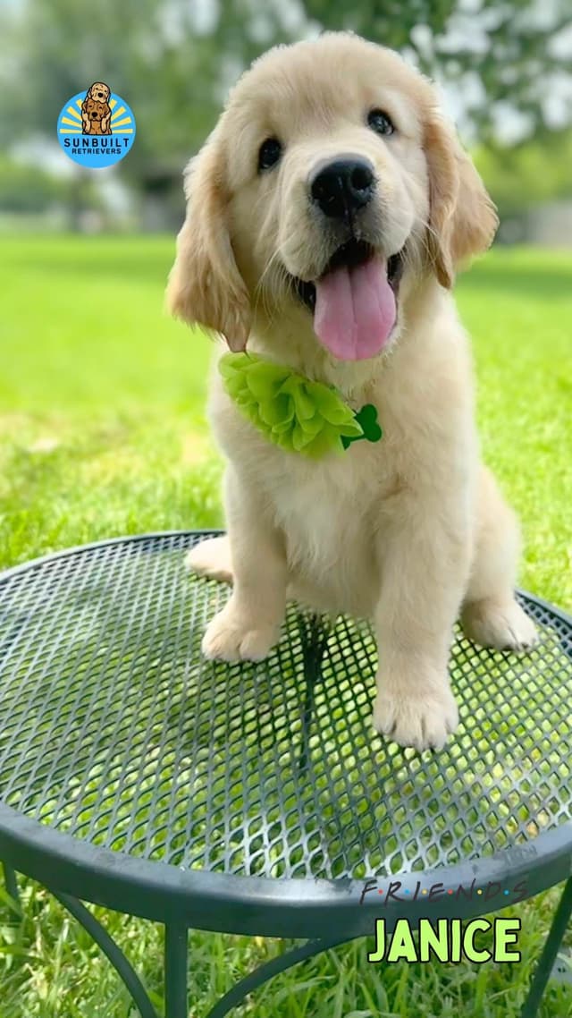 Golden Retriever Puppies media 14