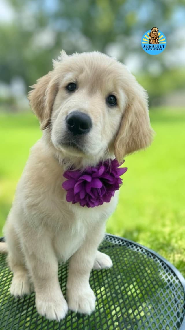 Golden Retriever Puppies media 16