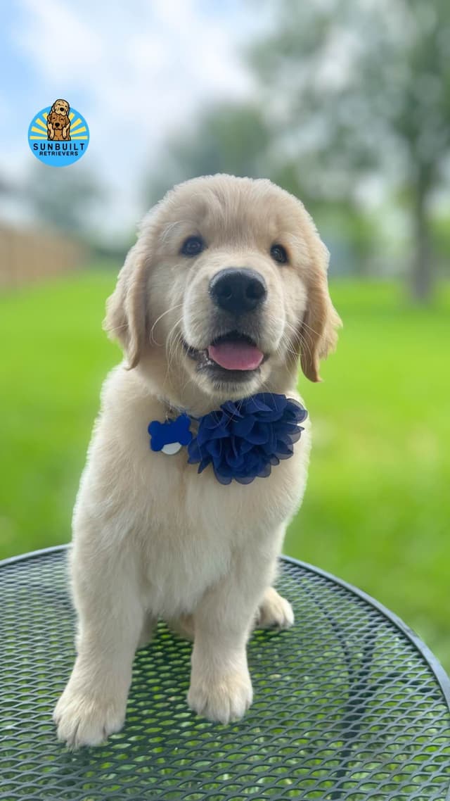 Golden Retriever Puppies media 17