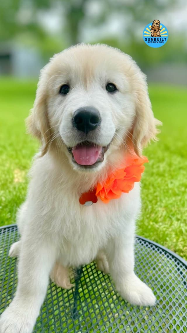 Golden Retriever Puppies media 18