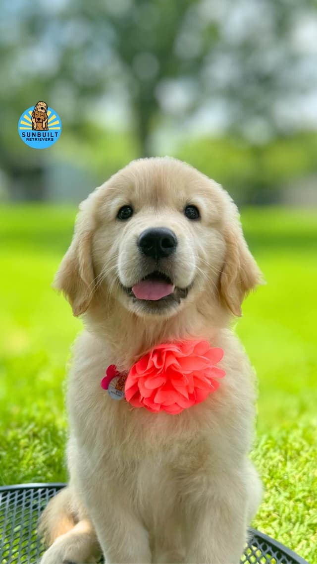 Golden Retriever Puppies media 19