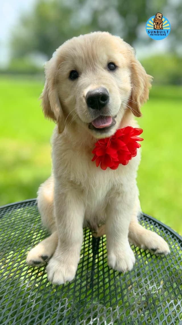 Golden Retriever Puppies media 20