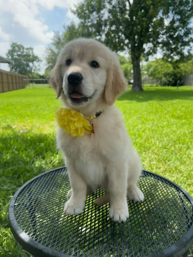 Golden Retriever Puppies media 21