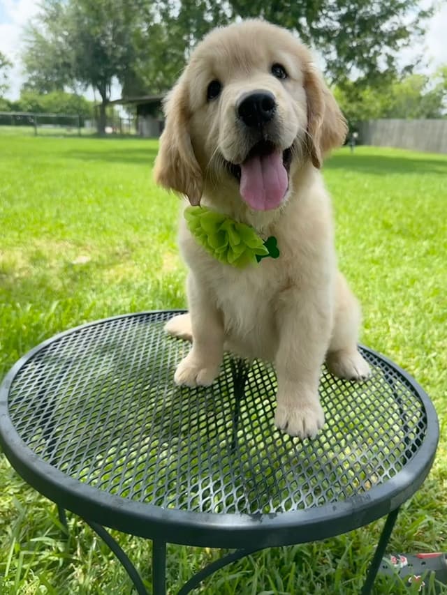 Golden Retriever Puppies media 22