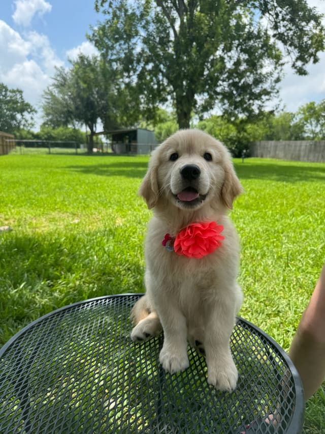Golden Retriever Puppies media 23