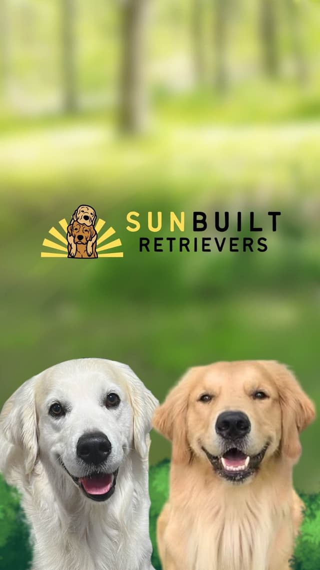 Golden Retriever Puppies media 24