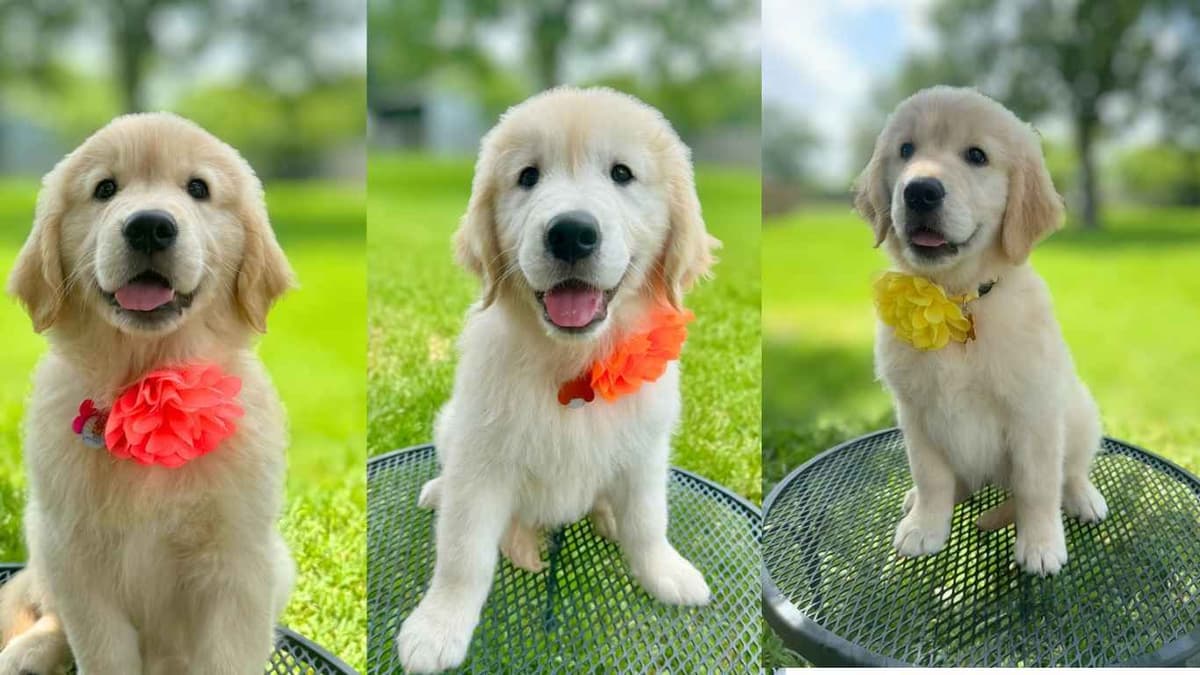 Golden Retriever Puppies breeder image 18