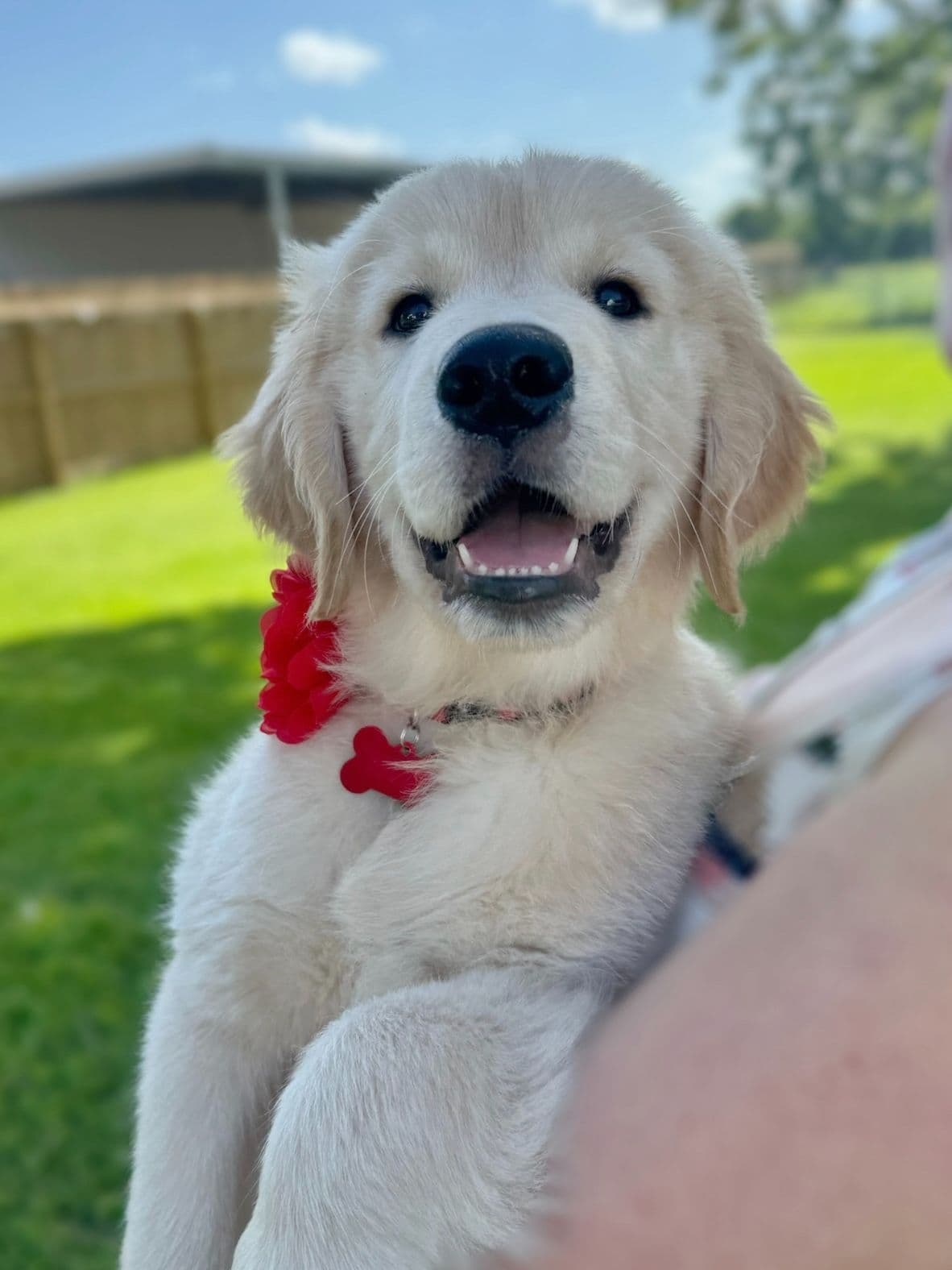 Golden Retriever Puppies breeder image 19