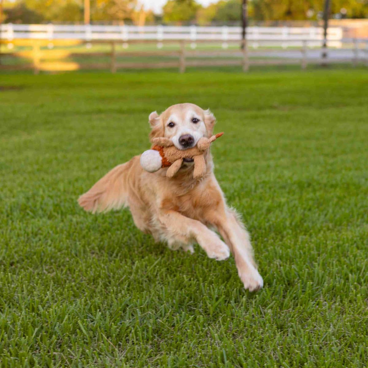 Golden Retriever Puppies breeder image 21