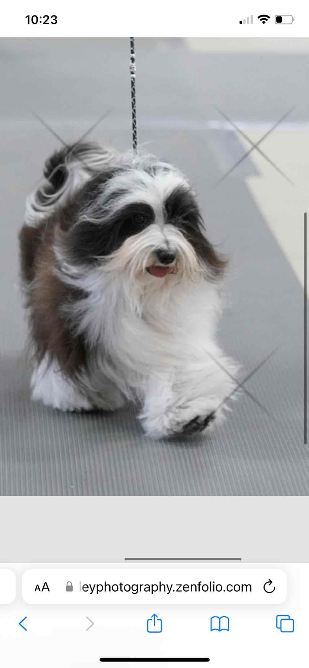 Havanese Puppies breeder image 1