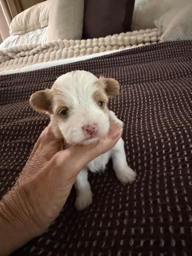 Havanese Puppies media 2
