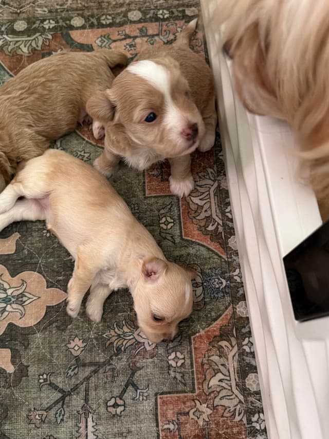Havanese Puppies media 3