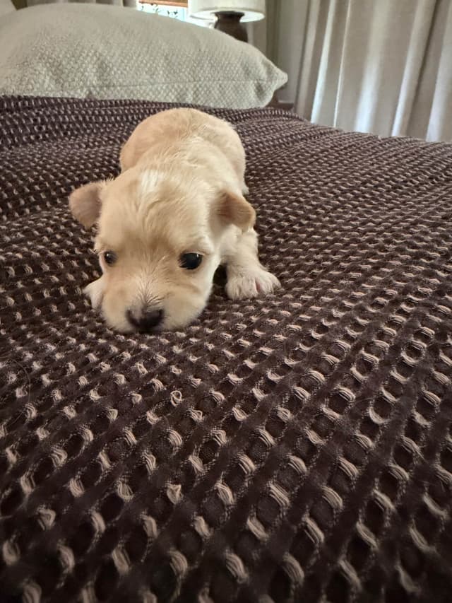 Havanese Puppies media 5