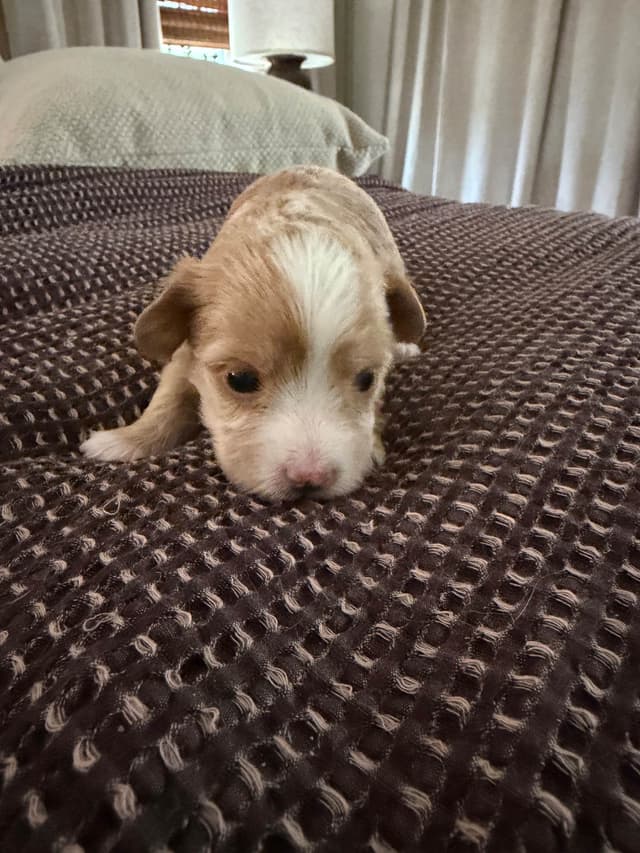 Havanese Puppies media 4