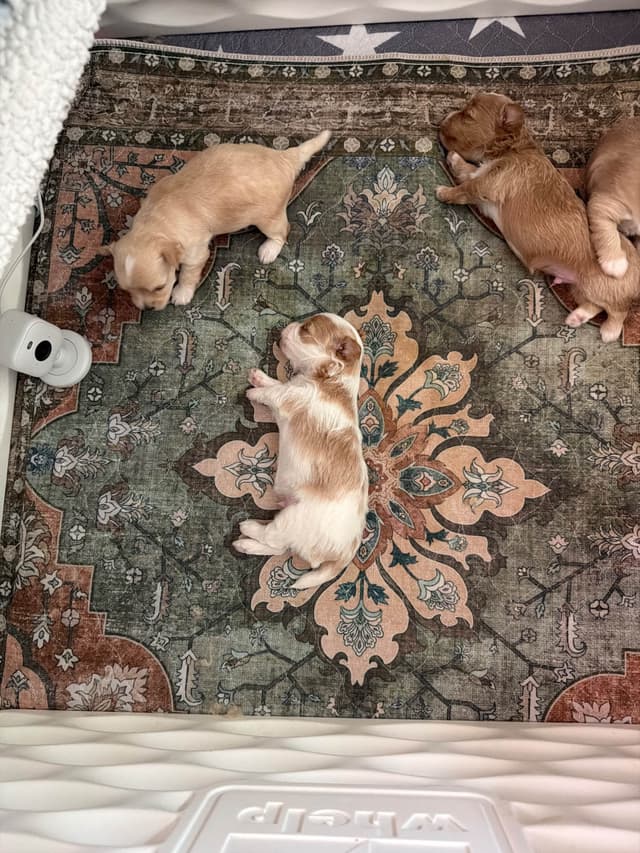 Havanese Puppies media 7