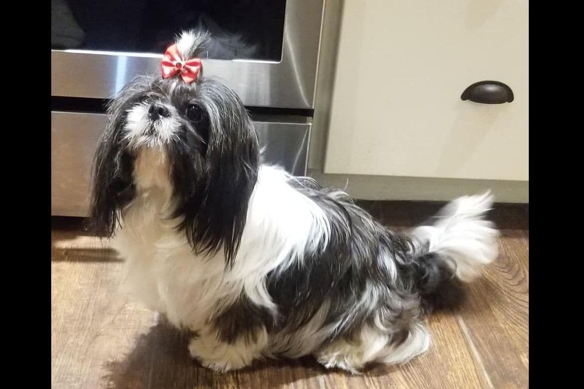Shih Tzu Puppies breeder image 2