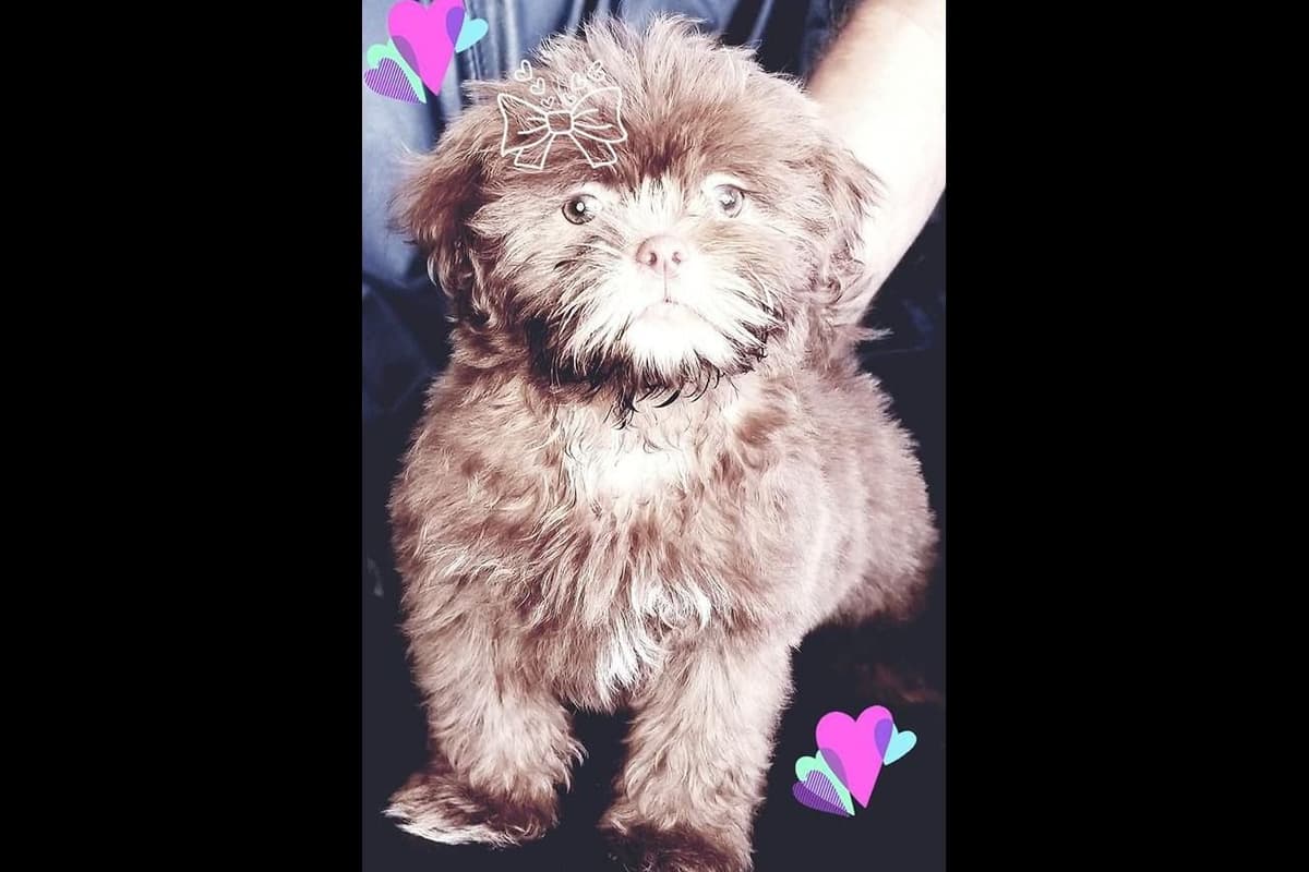 Shih Tzu Puppies breeder image 8
