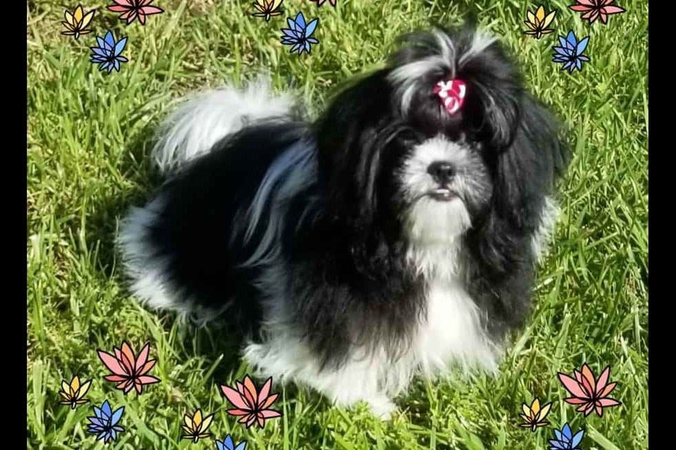 Shih Tzu Puppies breeder image 3