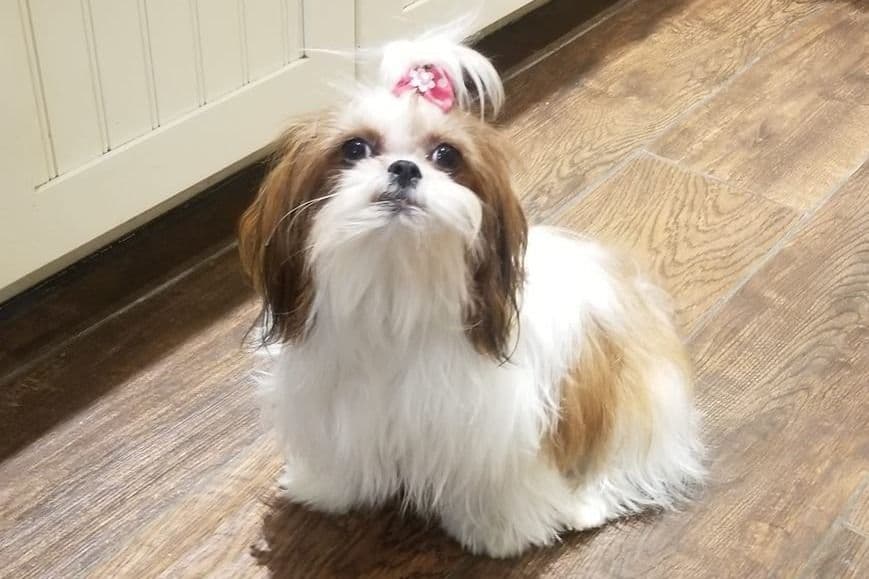 Shih Tzu Puppies breeder image 4