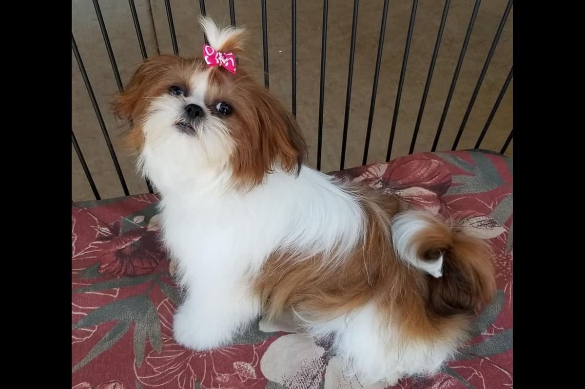 Shih Tzu Puppies breeder image 5
