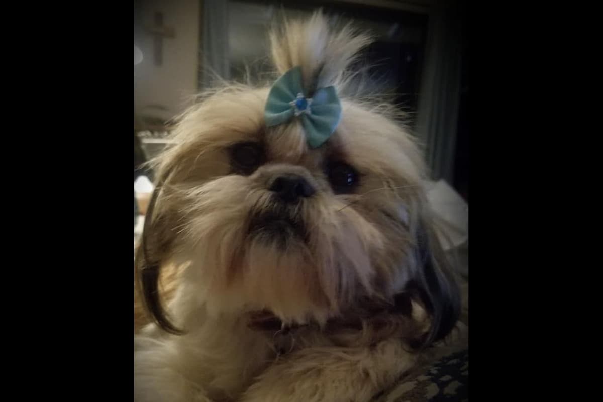 Shih Tzu Puppies breeder image 7