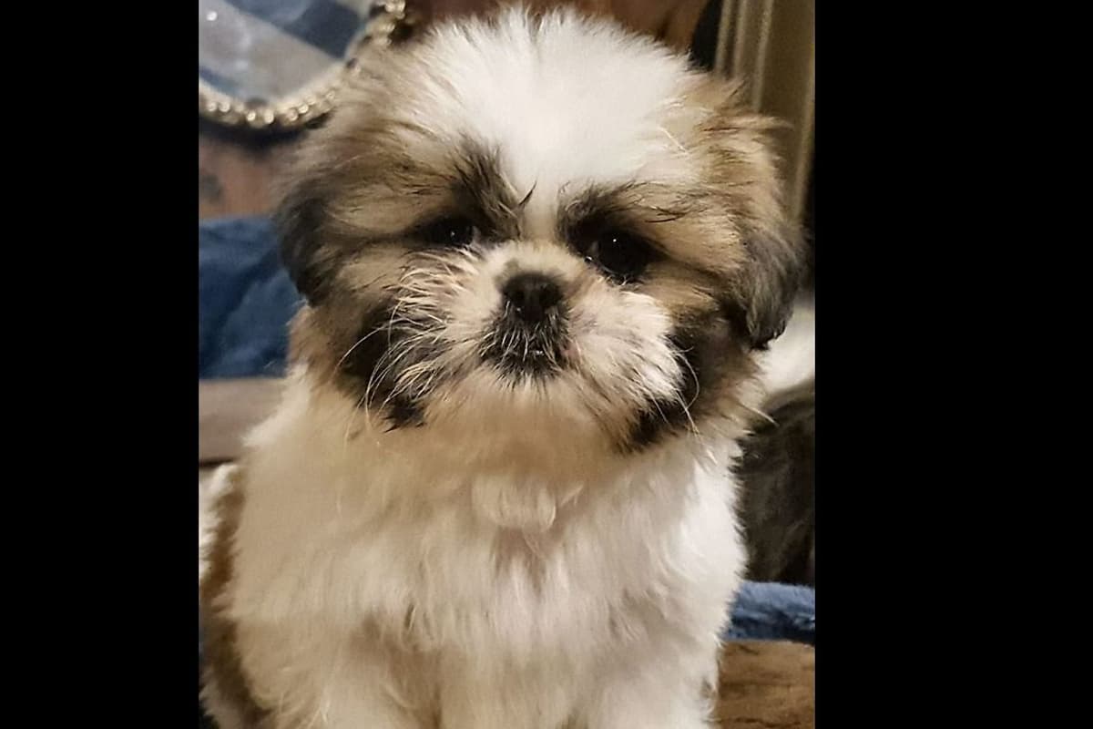 Shih Tzu Puppies breeder image 9
