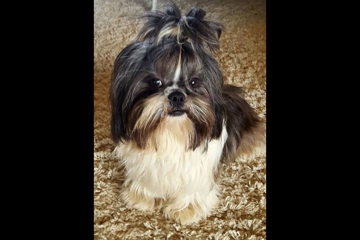 Shih Tzu Puppies breeder image 10