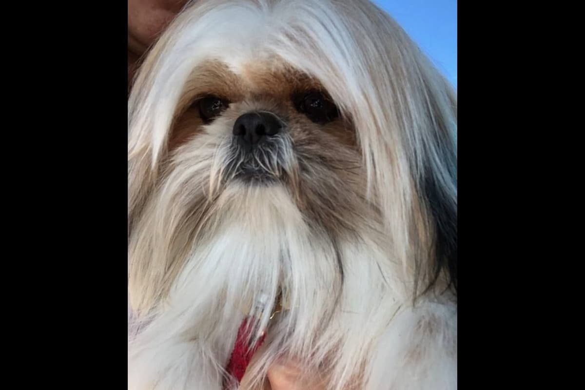 Shih Tzu Puppies breeder image 12