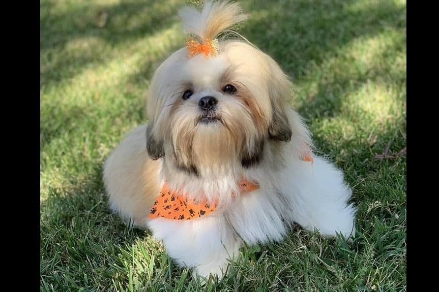 Shih Tzu Puppies breeder image 14