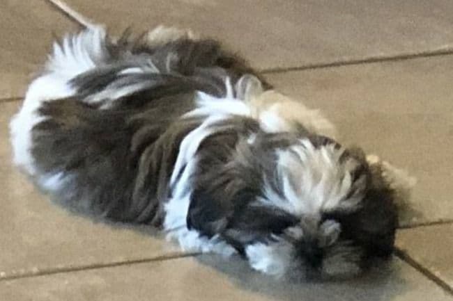 Shih Tzu Puppies breeder image 15