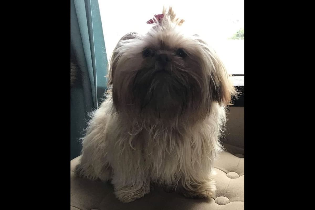 Shih Tzu Puppies breeder image 18