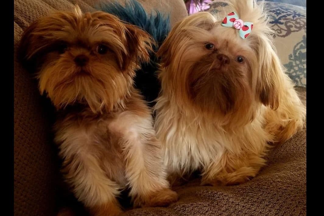 Shih Tzu Puppies breeder image 19