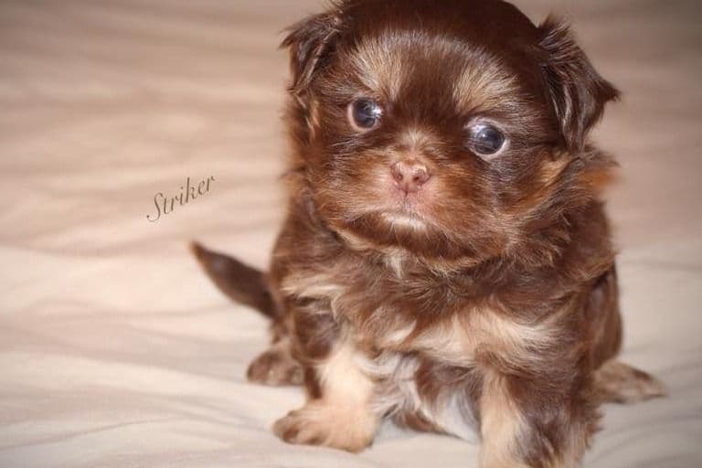 Shih Tzu Puppies breeder image 20