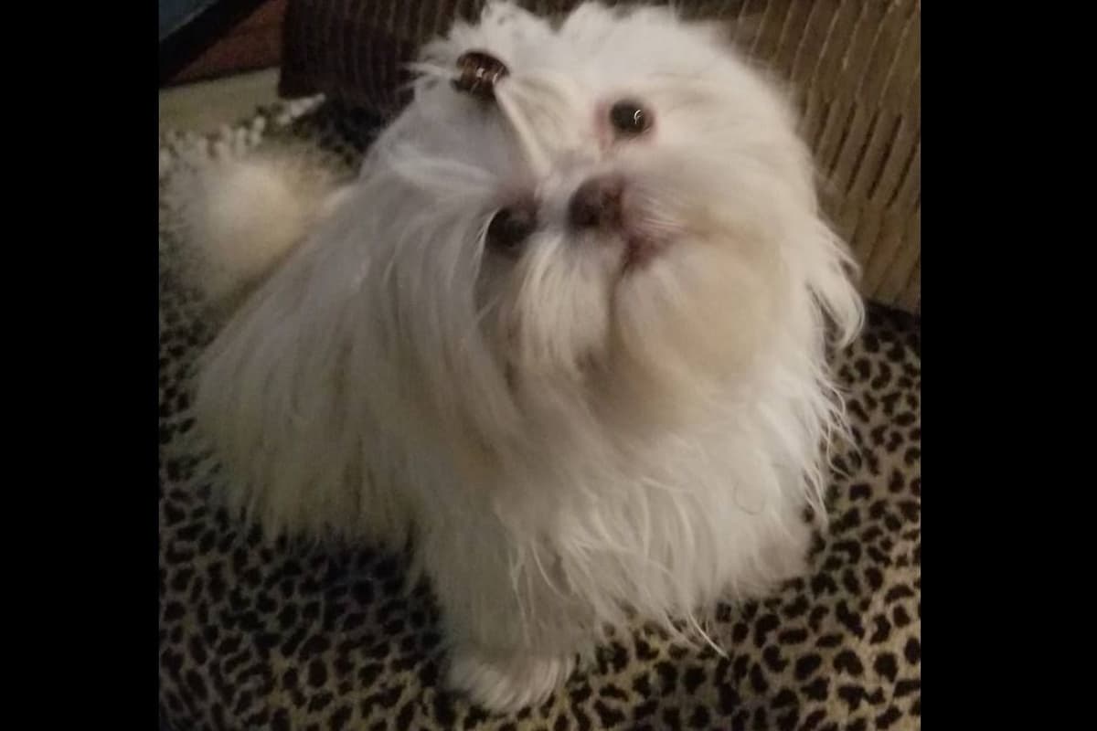 Shih Tzu Puppies breeder image 21