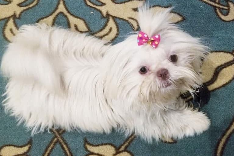 Shih Tzu Puppies breeder image 22