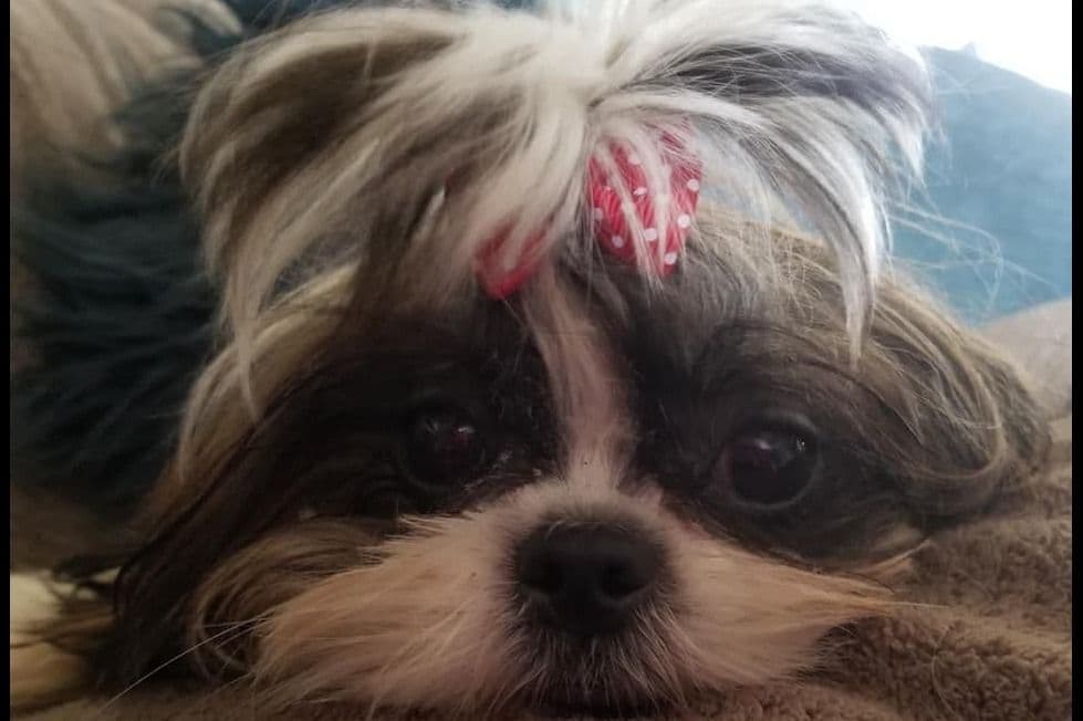 Shih Tzu Puppies breeder image 23