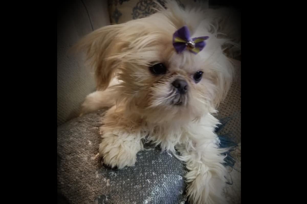 Shih Tzu Puppies breeder image 25