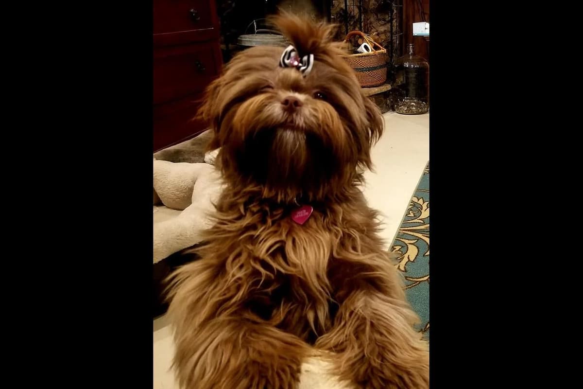 Shih Tzu Puppies breeder image 27